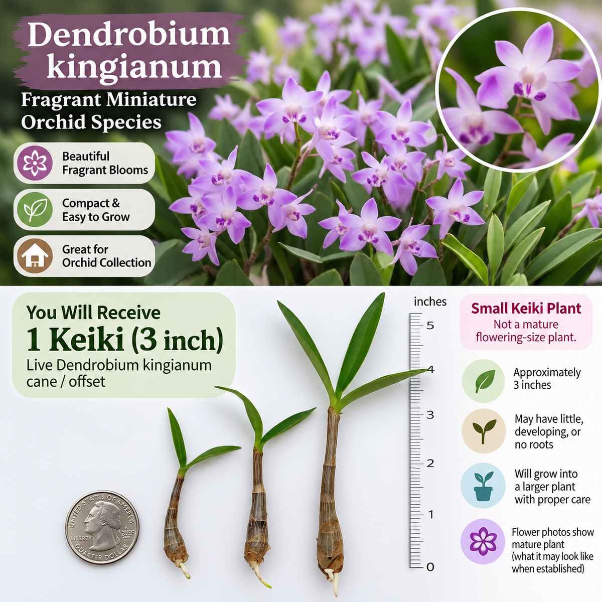 Dendrobium kingianum Orchid – 3 Inch Keiki Cane, Fragrant Miniature Species Orchid, Live Plant Offset