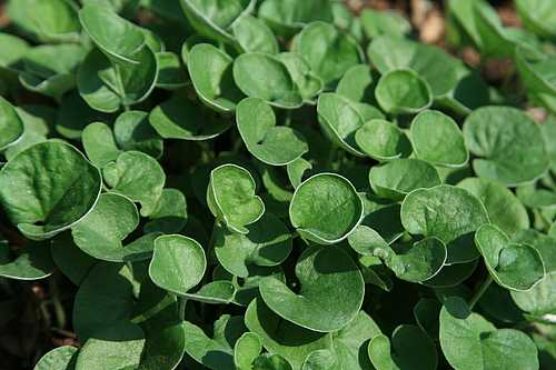 Emerald Falls Dichondra 1 Live Plant – 4-Inch Pot – Dichondra micrantha ‘Emerald Falls’