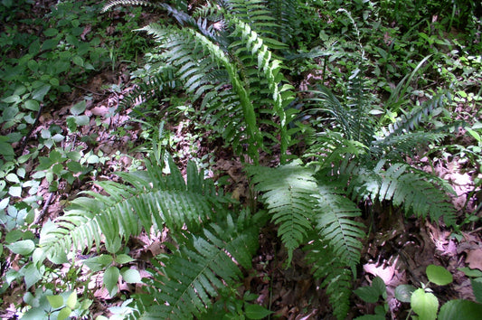 3 Glade Fern Plants (Athyrium pycnocarpon) – Live Bare Root Tennessee Ostrich Fern | Native Shade Perennial | Woodland Garden Plant