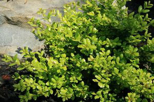 Drops of Gold Japanese Holly 1 Live Plant – Ilex crenata ‘Drops of Gold’ – 3 Gallon Pot