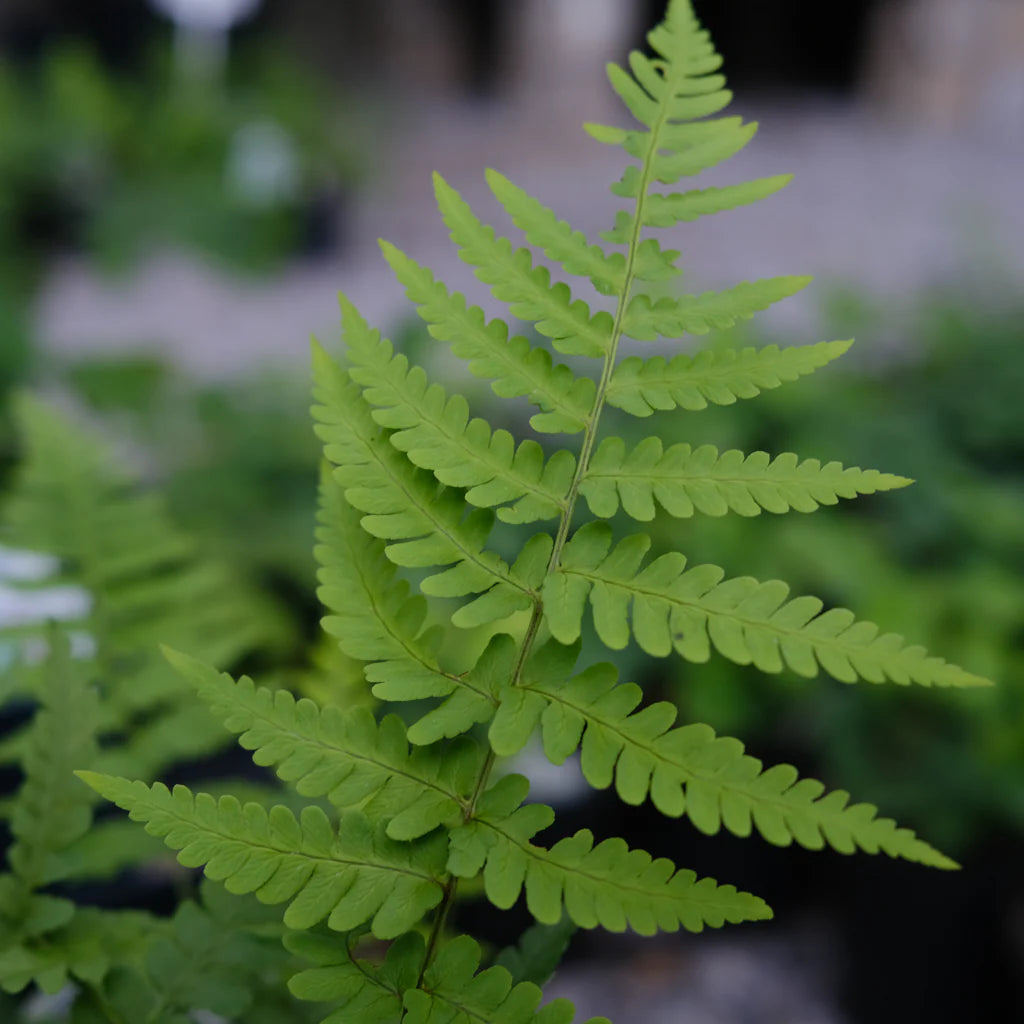 5 Leatherwood Fern (Dryopteris marginalis) | Bare Root Hardy Fern | Native Woodland Shade Perennial | Deer Resistant