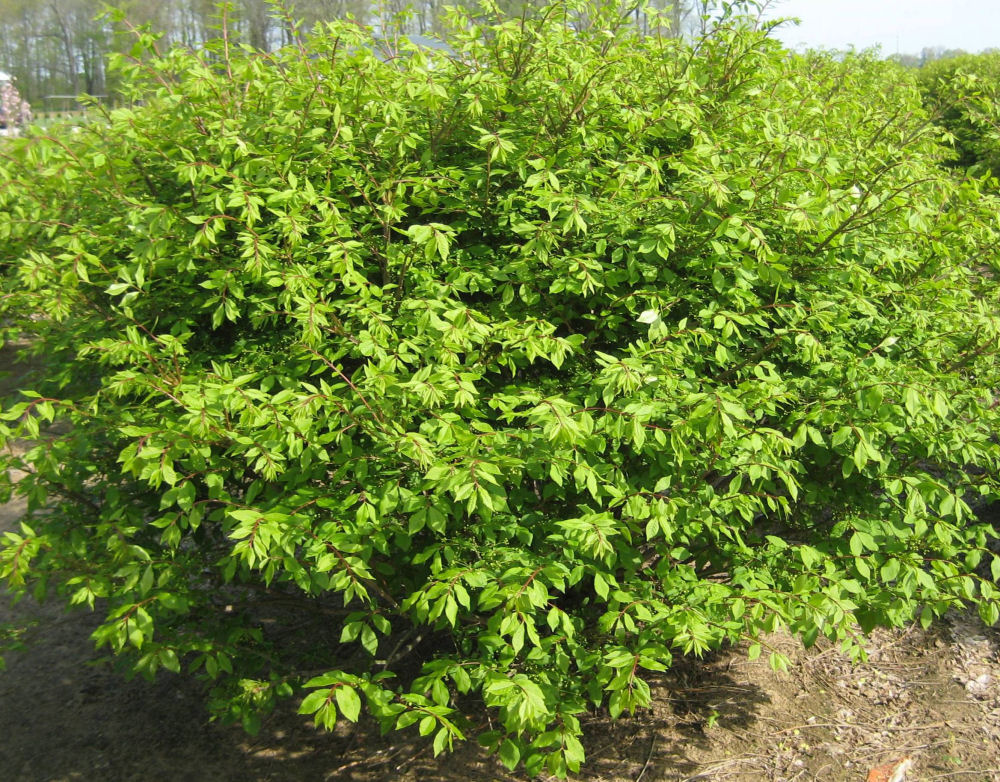 Butterfly Bush Honeysuckle 1 Live Plant – Diervilla sessilifolia ‘Butterfly’ – 3 Gallon Pot