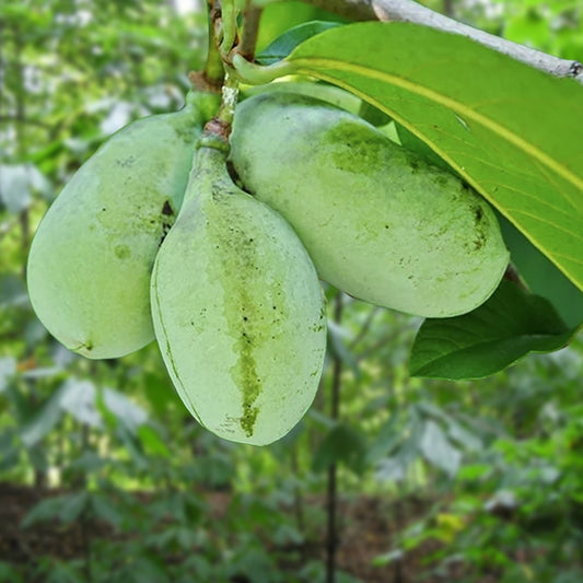 1 Live Pawpaw Tree (Asimina triloba) 1–2 Ft Bareroot | Rare Native Fruit Tree, Exotic Tropical Taste, Ready to Plant