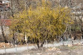 Cornelian Cherry Dogwood 1 Live Plant – Cornus mas – 3 Gallon Pot, 24 Inches
