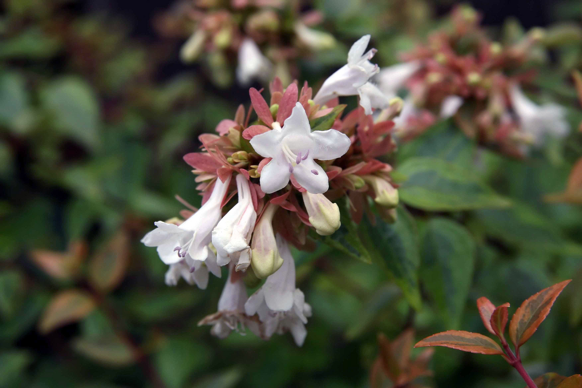 Kaleidoscope Abelia 1 Live Variegated Shrub, 2 Gallon Pot, 12 Inches Tall – Abelia × grandiflora ‘Kaleidoscope’