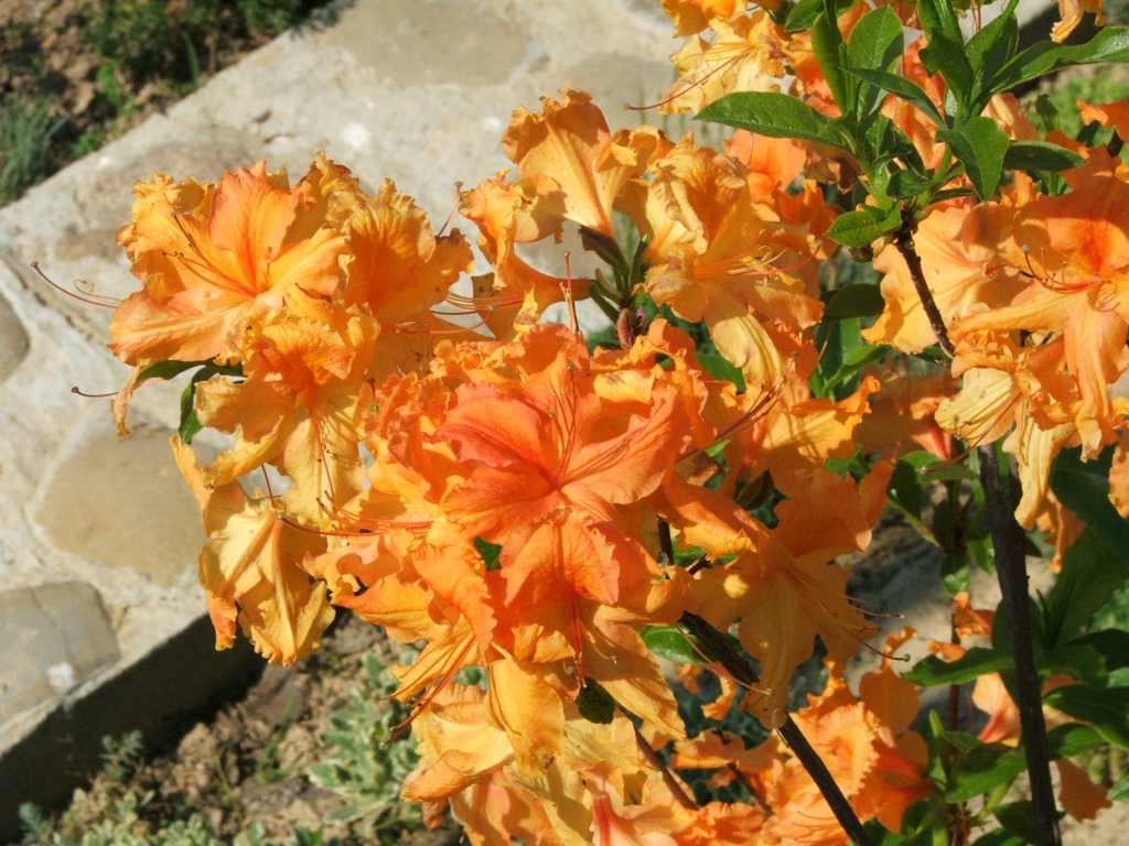 Golden Lights Azalea 1 Live Shrub – Rhododendron ‘Golden Lights’ – 3 Gallon Pot