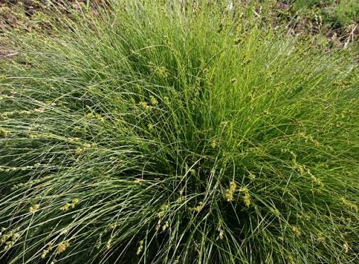 Foothill Sedge 1 Live Plant – 4-Inch Pot – Carex tumulicola