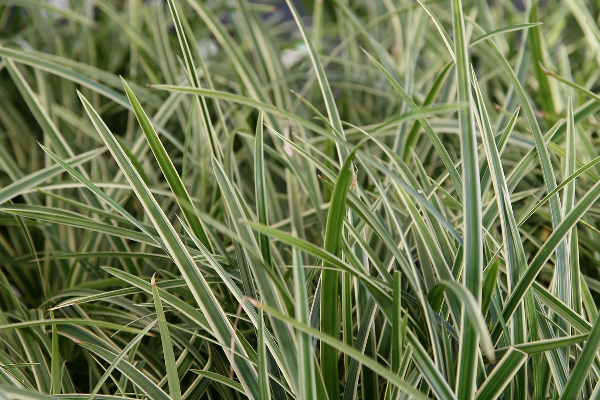 Ice Dance Sedge 1 Live Ornamental Grass-Like Plant, 1 Gallon – Carex morrowii ‘Ice Dance’