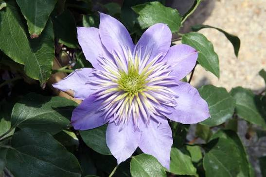Crystal Fountain Clematis 1 Live Plant – Clematis ‘Crystal Fountain’ – 1 Gallon Pot