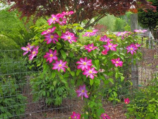 Bridgewater™ Clematis – 1 Live Flowering Vine – Clematis Bridgewater™