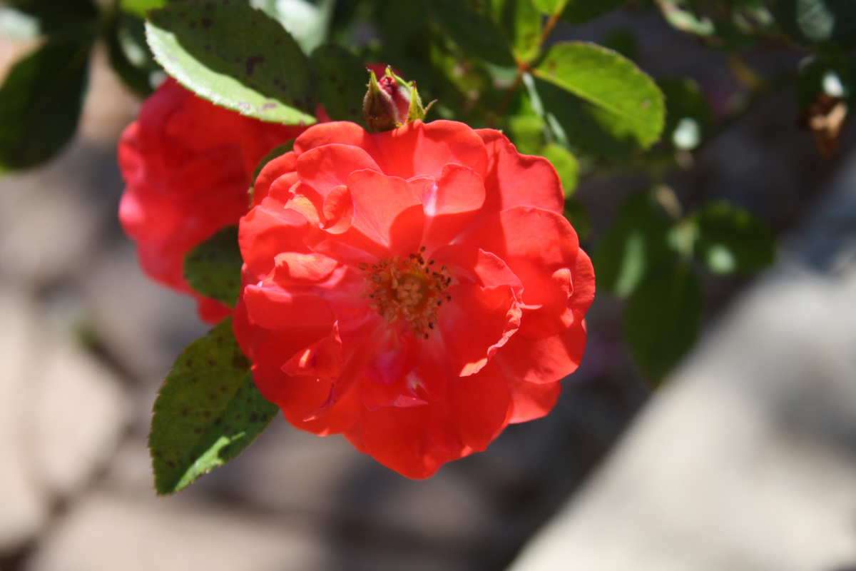 Coral Drift Rose 1 Live Plant – Rosa ‘Meidrifora’ – Quart Pot