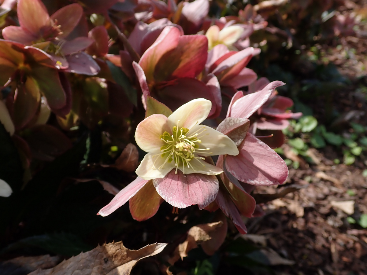 Gold Collection® Merlin Lenten Rose 1 Live Plant – Helleborus ‘Merlin’ – 1 Gallon Pot