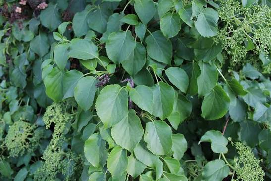 Climbing Hydrangea 1 Live Plant – Hydrangea anomala subsp. petiolaris – 3 Gallon Pot