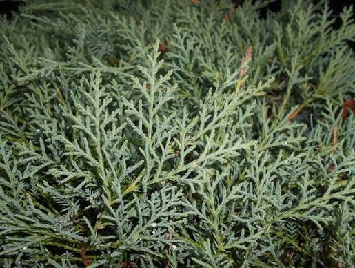 Grey Owl Juniper 1 Live Evergreen Shrub – Juniperus virginiana ‘Grey Owl’ – 1 Gallon Pot