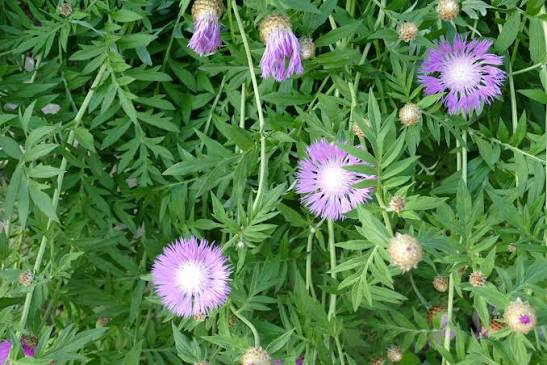 Honeysong Purple Stokes' Aster 1 Live Perennial, Quart Pot – Stokesia laevis ‘Honeysong Purple’