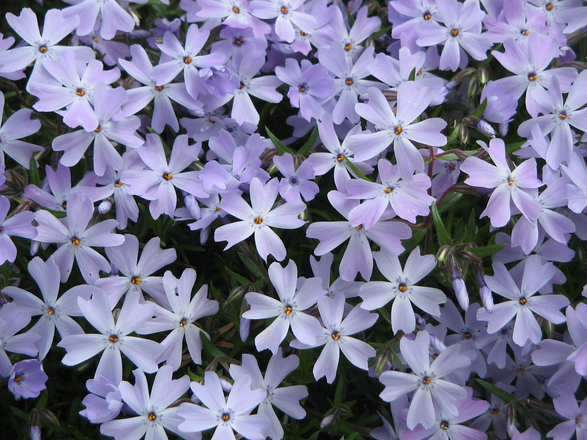 Emerald Blue Moss Phlox 1 Live Plant – Phlox subulata ‘Emerald Blue’ – 1 Gallon Pot
