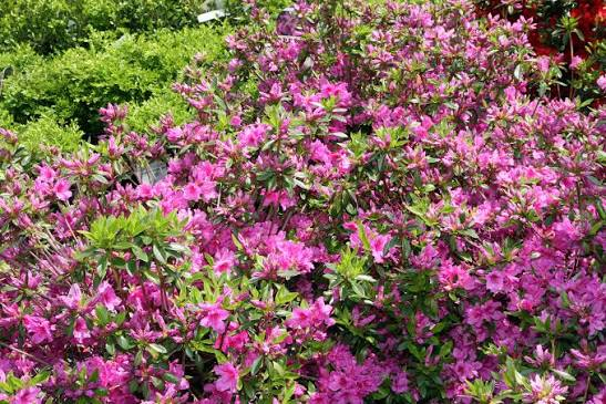 Karen Azalea – 1 Live Flowering Shrub, 3-Gallon Size – Rhododendron ‘Karen’