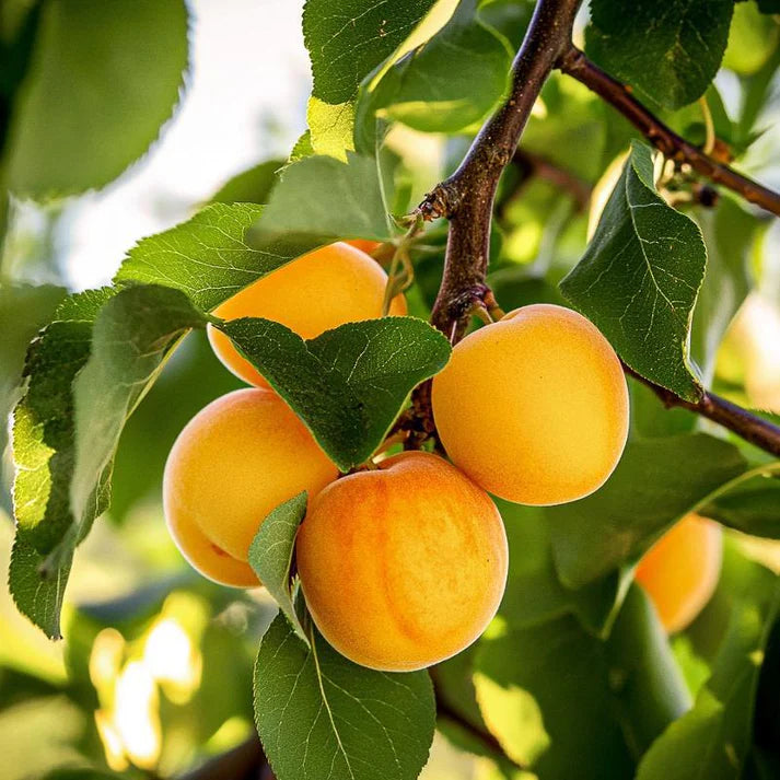 5 Flavor Delight Aprium Scions – 3–6" Unrooted Grafting Cuttings – Apricot x Plum Hybrid – Rare Fruit Tree Budwood