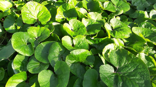 5 Wild Ginger Plants (Asarum canadense) | Bare-Root Native Groundcover | Shade Garden Perennial | Woodland Wildflower