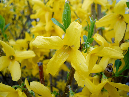 12 Forsythia Cuttings for Propagation – Fresh Unrooted 6–8” Stems – Easy Rooting Hardy Yellow Flowering Shrub – Early Spring Blooms
