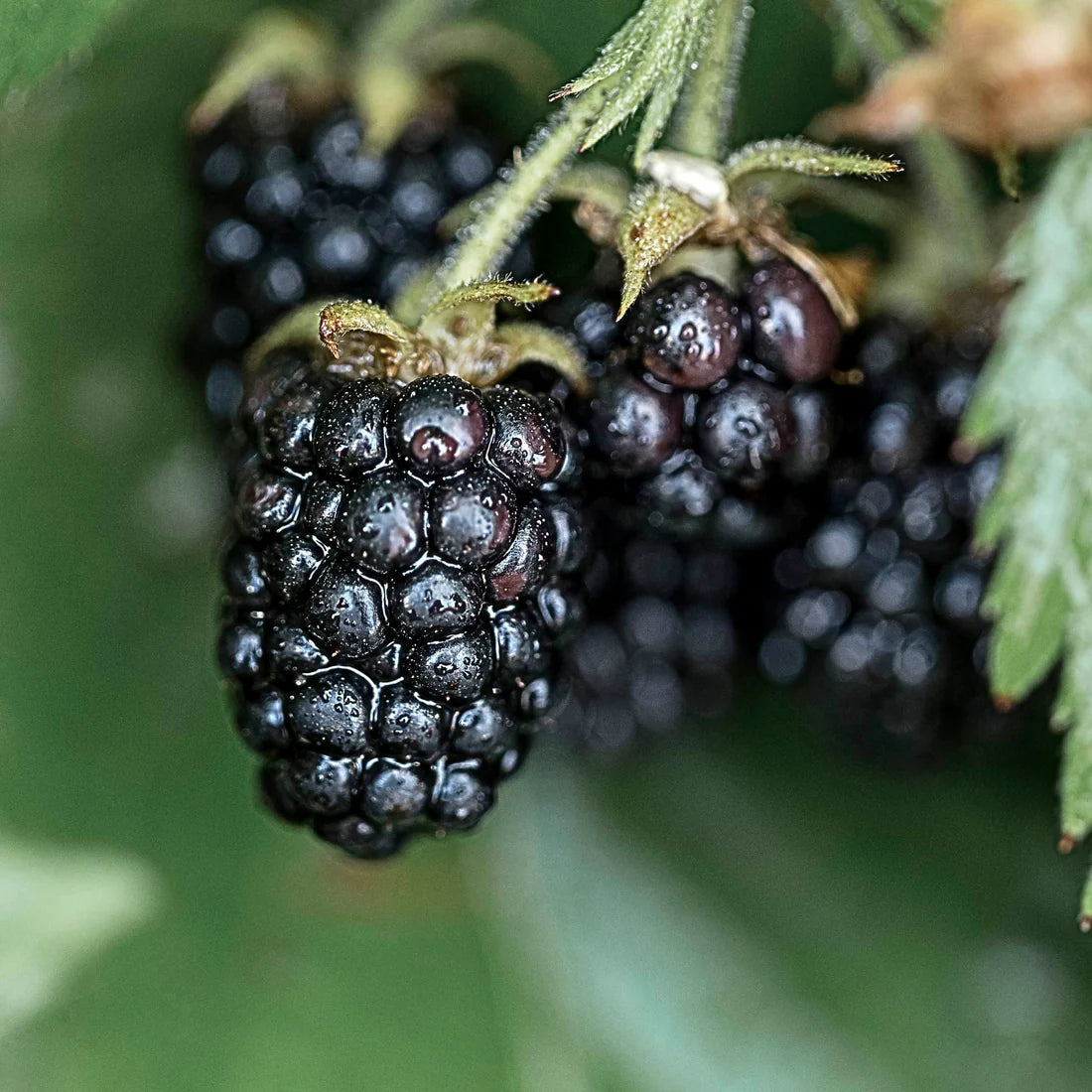 2 Columbia Star Thornless Blackberry Plants – Rubus Hybrid Bare Root Bushes | Sweet, Large Berries for Patio, Garden, or Orchard