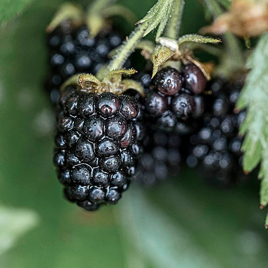 2 Columbia Star Thornless Blackberry Plants – Rubus Hybrid Bare Root Bushes | Sweet, Large Berries for Patio, Garden, or Orchard