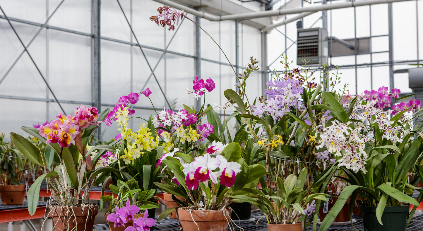 12 Bare Root Orchid Plants (3–5") | Live Orchid Starters | Assorted Varieties | Indoor Tropical Flowering Plants