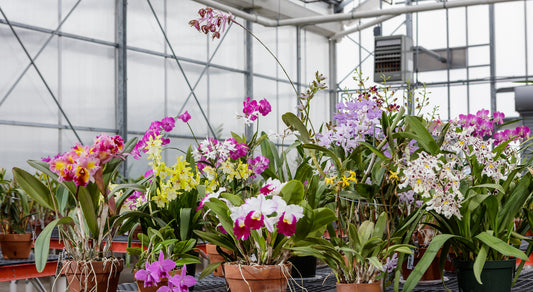 12 Bare Root Orchid Plants (3–5") | Live Orchid Starters | Assorted Varieties | Indoor Tropical Flowering Plants