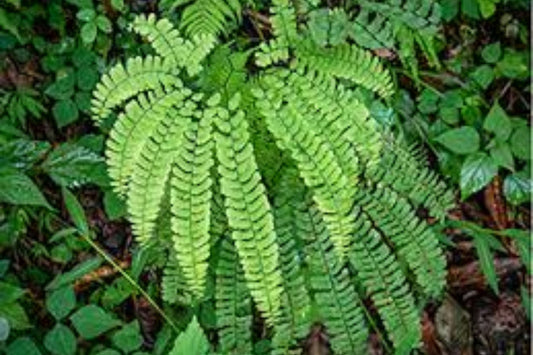 5 Northern Maidenhair Fern (Adiantum pedatum) Bare Root Plants | Native Woodland Perennial | Shade Garden Hardy Fern