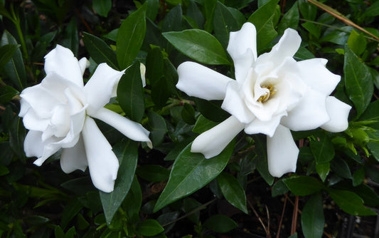 3 Rooted 4”-5” Gardenia Plants | Fragrant White Flowering Shrub | Live Bare Root Gardenia (Variety Unknown) for Home or Garden