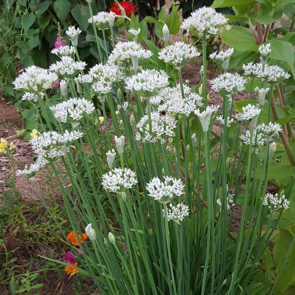100 Garlic Chives Plants – Live Bare Root Stalks – Allium tuberosum Leek Herb – Perennial Non-GMO Onion Chive – Easy to Grow