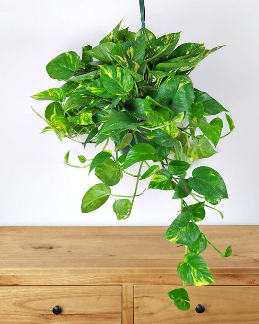 6 Golden Pothos Rooted Cuttings | Live Indoor/Outdoor Plant | 3–6” Long Easy-Grow Vines | Air-Purifying Houseplants