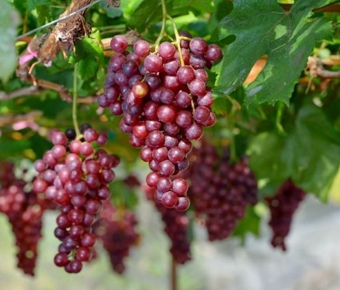 6 Crimson Red Seedless Grape Vine Cuttings – Unrooted, Fresh Table Grape Vines, Vitis vinifera, Sweet Large Fruit Variety