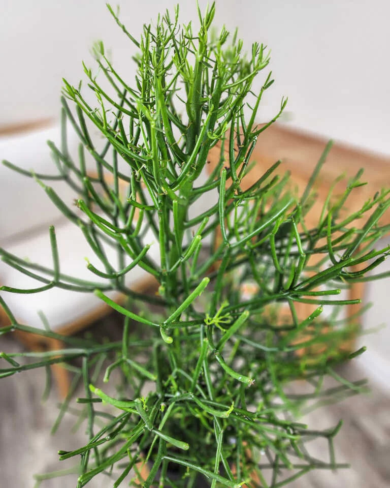 18 Pencil Cactus Cuttings – Euphorbia Tirucalli – Fresh Unrooted Stems for Propagation – Fire Sticks Succulent – Easy to Grow