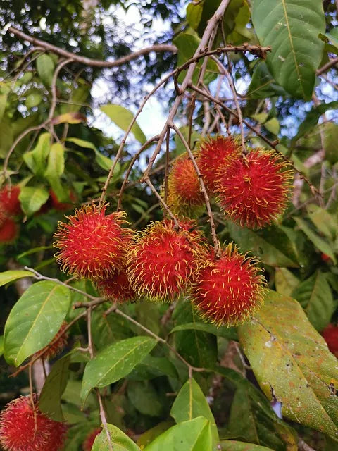 5 Rambutan Tree Cuttings | Nephelium lappaceum | Unrooted 5–6" Stems for Grafting | Exotic Tropical Hairy Fruit Tree Starter