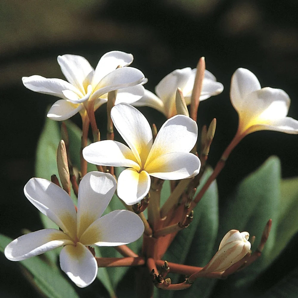 1 White Hawaiian Plumeria Cutting | 9–12" Unrooted Stem | Fragrant Tropical Flower | Frangipani Tree Starter Plant
