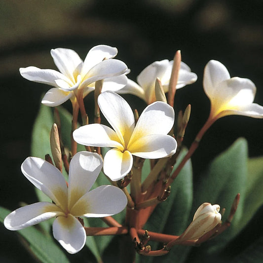 1 White Hawaiian Plumeria Cutting | 9–12" Unrooted Stem | Fragrant Tropical Flower | Frangipani Tree Starter Plant