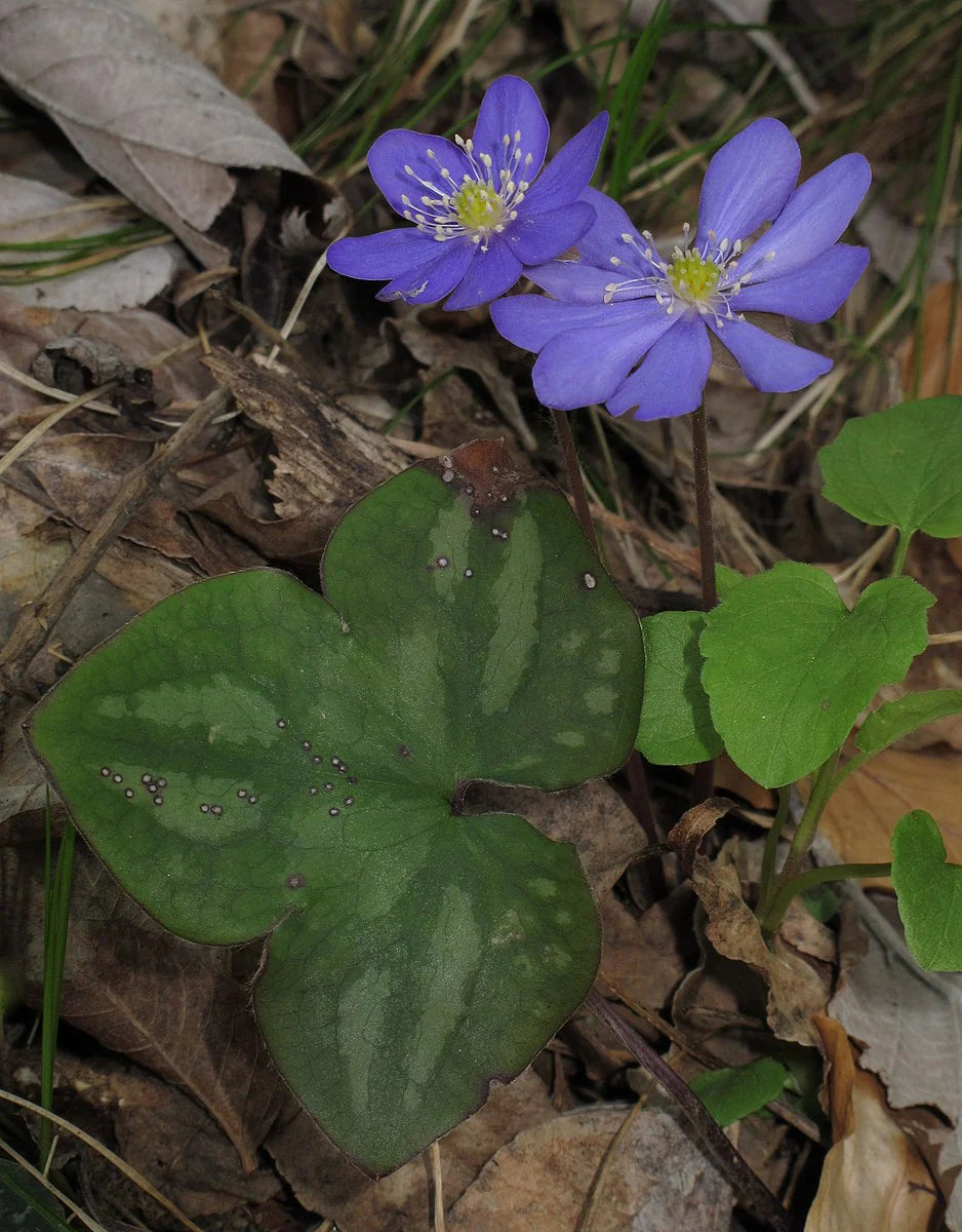 5 Hepatica Plants (Anemone hepatica) | Bare-Root Woodland Wildflower | Early Spring Bloomer | Shade Garden Perennial