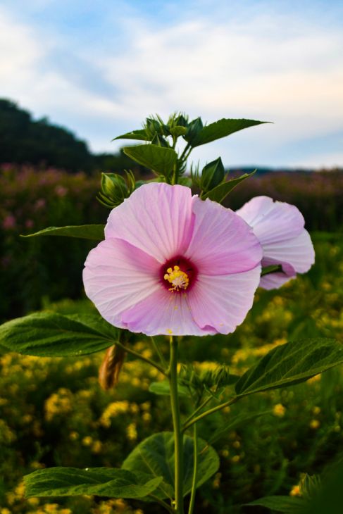 30 Hibiscus moscheutos Seeds | Swamp Rose Mallow | Crimsoneyed Rosemallow | Native Perennial Wildflower | Wetland Garden Plant