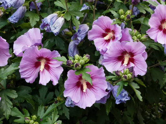 10 Hibiscus Syriacus Unrooted Cuttings - Hardy Rose of Sharon Plants - Assorted Colors - Perennial Shrubs for Garden & Landscaping