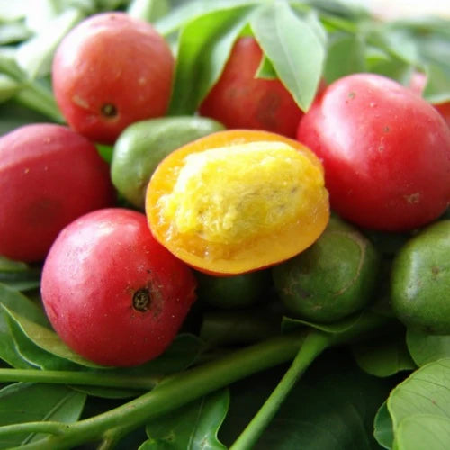 3 Fresh Unrooted Cuttings - Hog Plum Ciruela, Spanish Plum, Spondias Purpurea