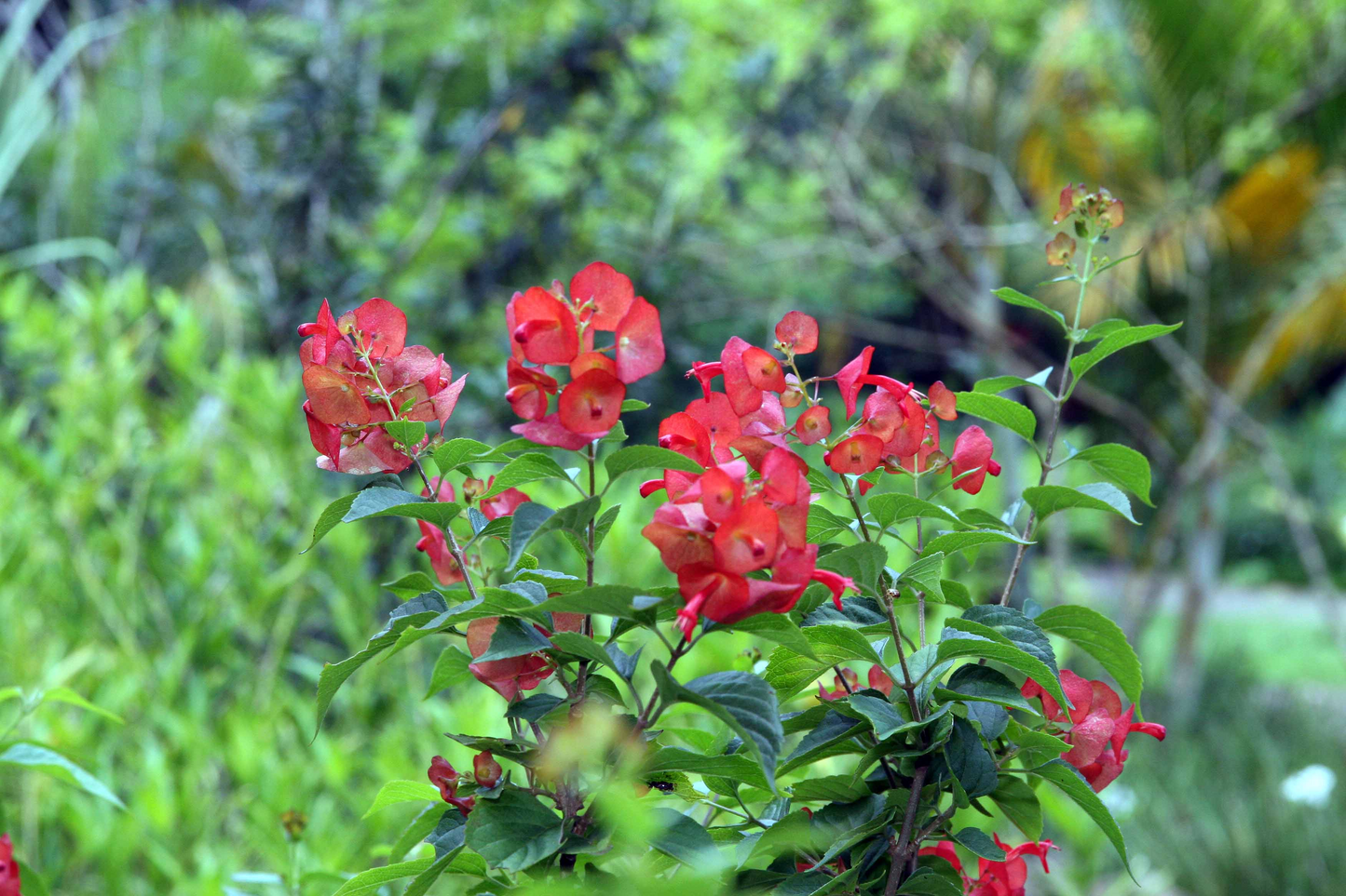 Red Mandarin Hat Live Starter Plant – Rare Flowering Vine-Like Plant