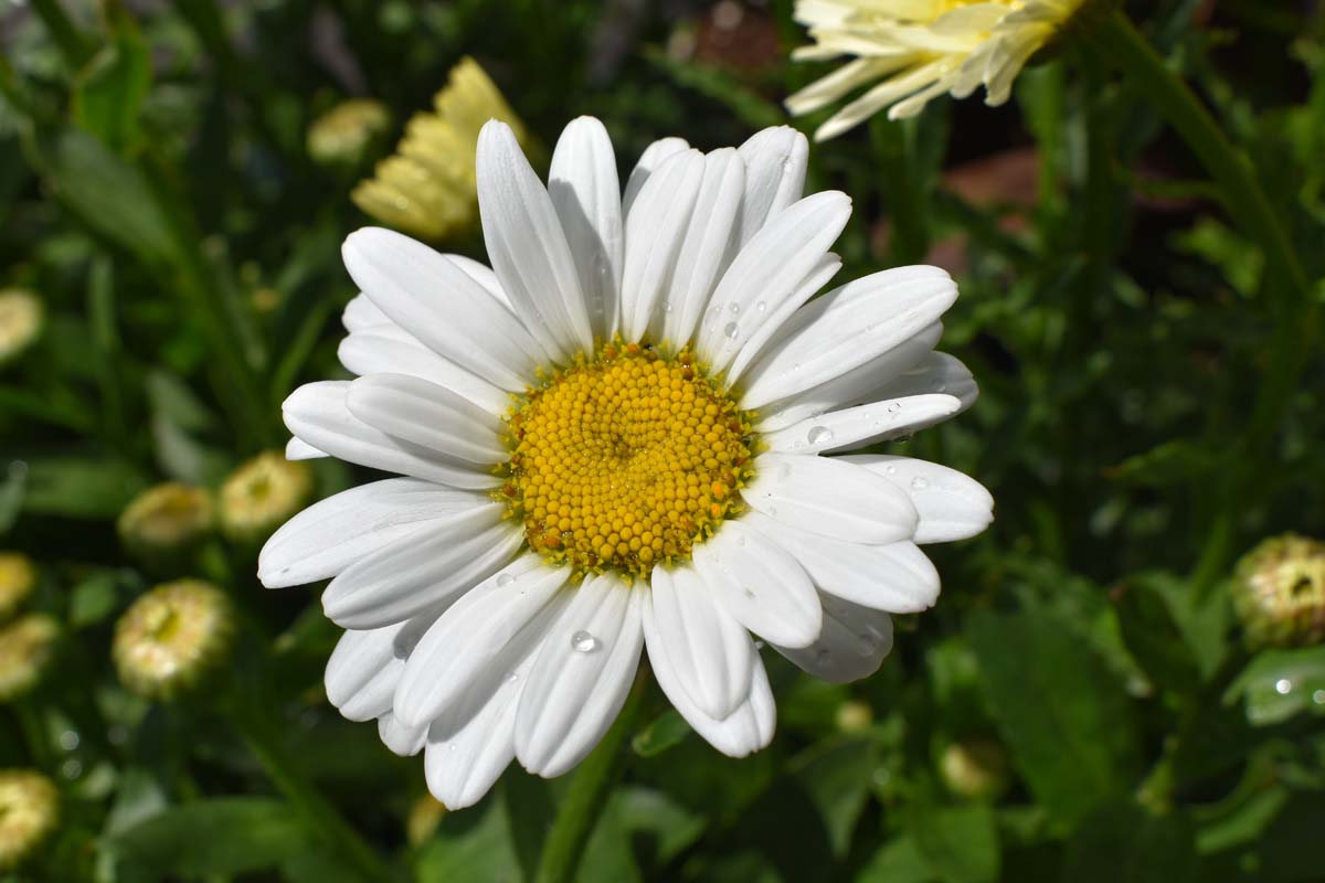 1 Shasta Daisy Live Mature Plant | Full-Size Blooming Perennial | Leucanthemum Superbum | Hardy Flowering Garden Plant