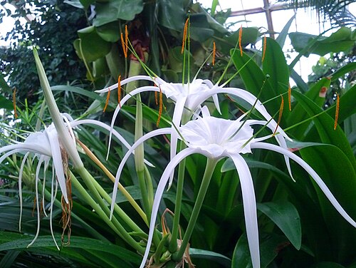 2 White Spider Lily (Hymenocallis) Bare Root Bulbs | Peruvian Daffodil | Fragrant Exotic Summer Flower | Hardy Perennial