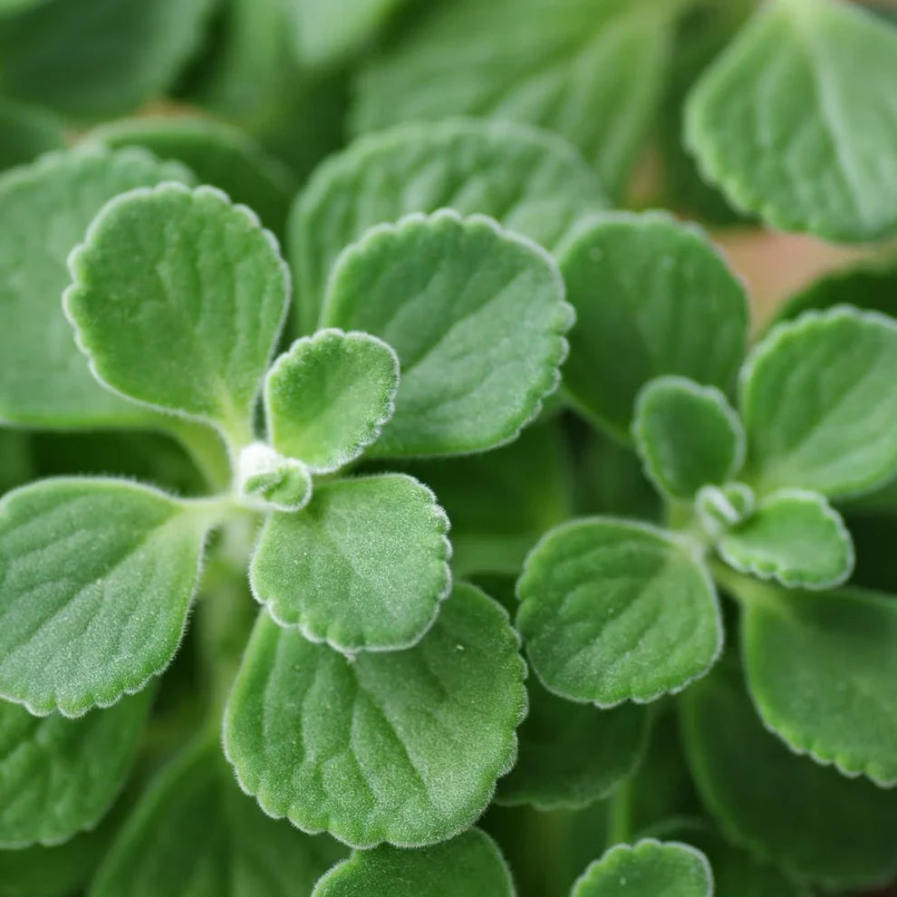 2 Vicks Plant Starter Plants | Plectranthus tomentosa | Grow Your Own Medicinal Houseplant | Aromatic & Easy-Care Indoor Herb