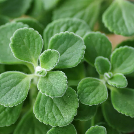 2 Vicks Plant Starter Plants | Plectranthus tomentosa | Grow Your Own Medicinal Houseplant | Aromatic & Easy-Care Indoor Herb