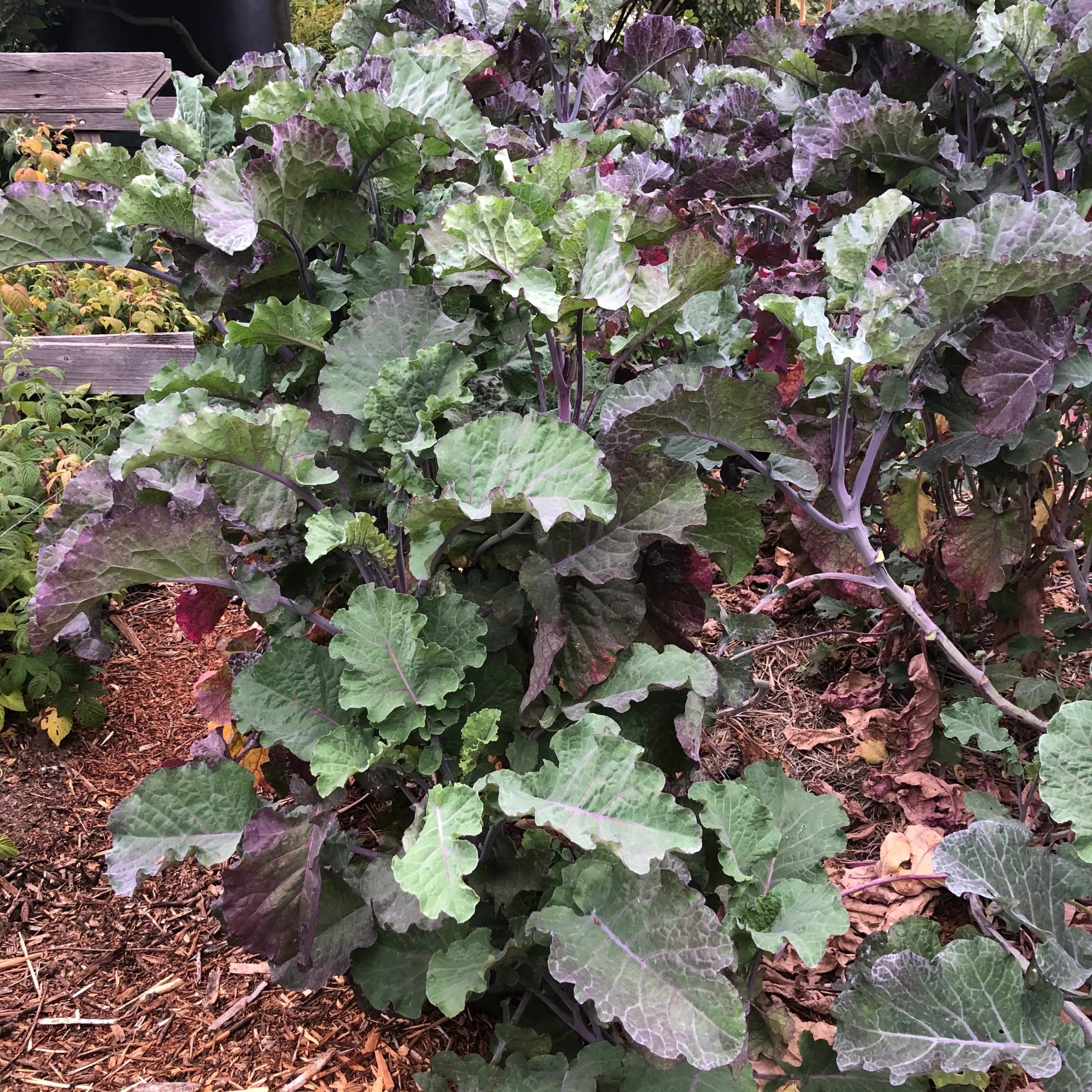 1 Purple Tree Collard Cutting – Unrooted Perennial Kale (Brassica oler ...