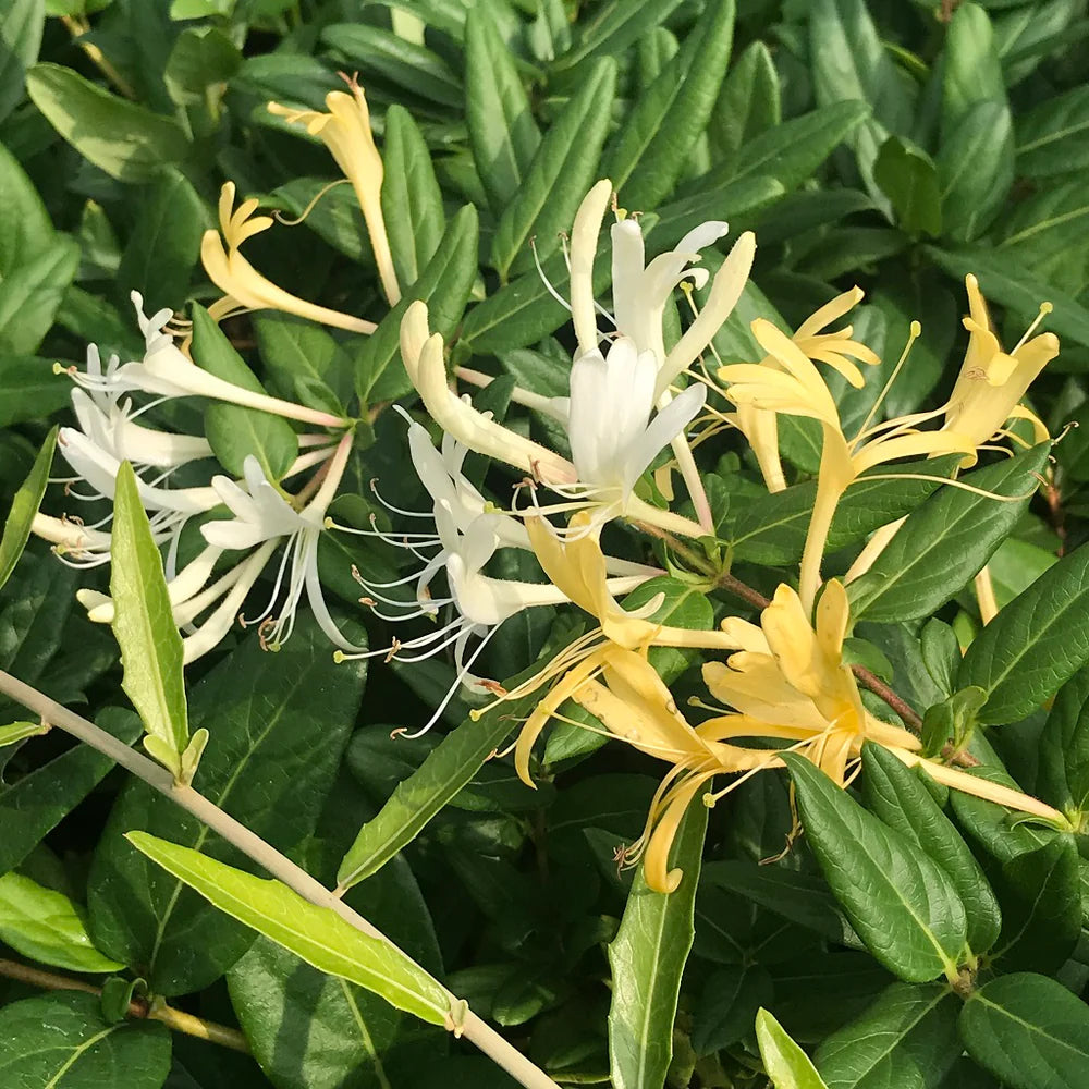 Japanese Honeysuckle Live Plants with Roots – Lonicera japonica Vine, Fast-Growing, Fragrant Flowers, Ground Cover or Trellis
