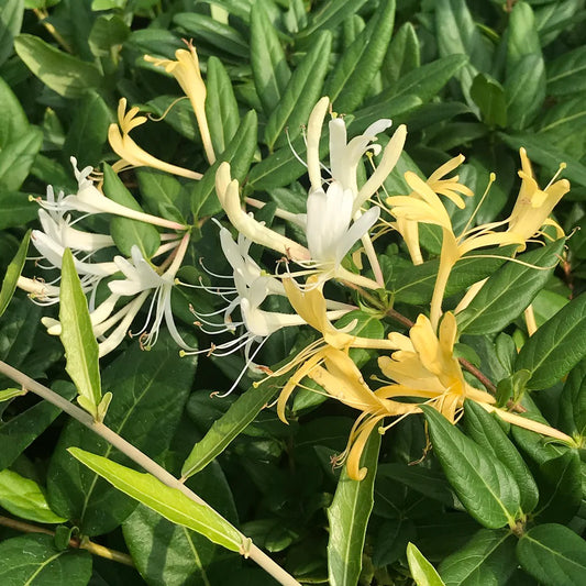 Japanese Honeysuckle Live Plants with Roots – Lonicera japonica Vine, Fast-Growing, Fragrant Flowers, Ground Cover or Trellis