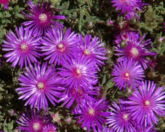 10 Creeping Ice Plant Cuttings | Purple/Pink Ground Cover | Delosperma/Mesemb | Rare Succulent for Rock Garden, Xeriscape, or Planters